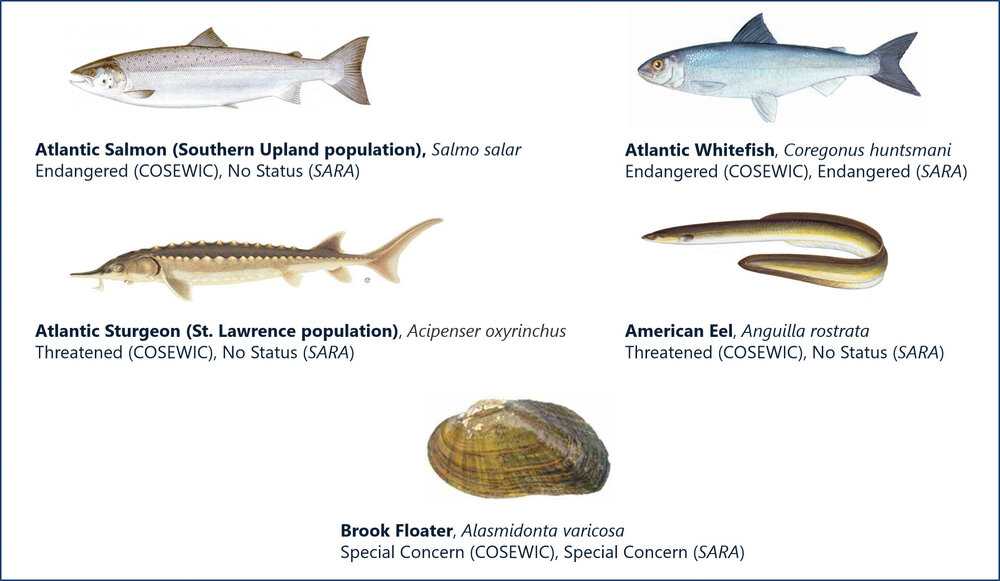 diagramme de 5 espèces en péril identifiées dans le cadre du programme NSSA, y compris le saumon de l'Atlantique, le corégone de l'Atlantique, l'esturgeon noir, l'anguille d'Amérique, l'anguille flottante