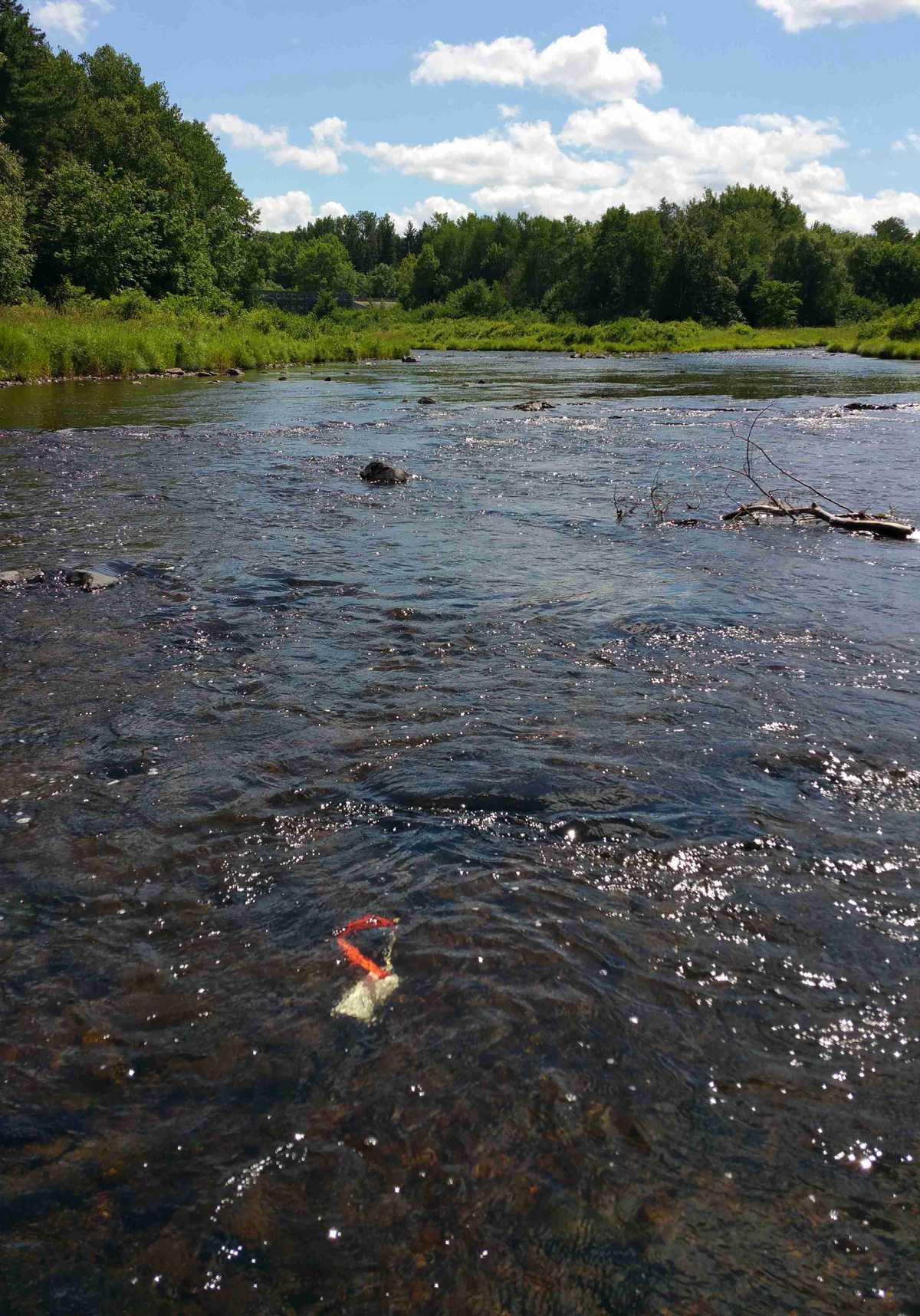 A temperature logger installed in a river by RivTemp