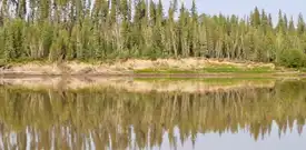 Longue bande de rivage avec des arbres à feuilles persistantes alignés le long du rivage et un reflet des arbres dans l'eau.