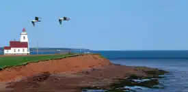 Un phare à l'Île-du-Prince-Édouard au bord d'une falaise avec de l'eau entourant la plage. Deux mouettes volent près du phare. Image extraite de Pixabay.